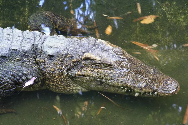 Krokodil feje — Stock Fotó