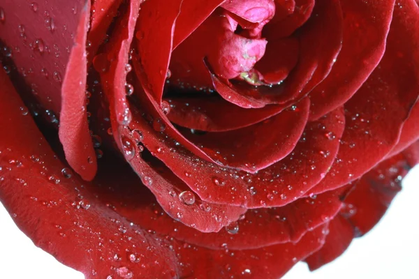 红玫瑰滴落 — 图库照片