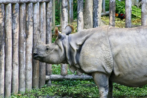 Rinoceronte asiatico, Thailandia — Foto Stock