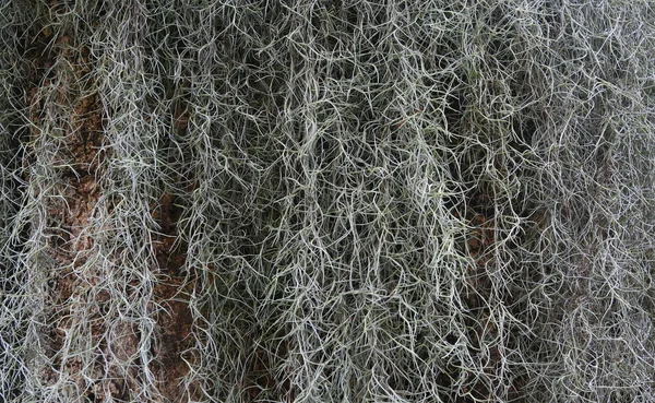 Roślina tło, hiszpański moss — Zdjęcie stockowe