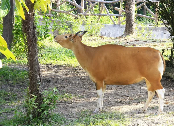 Žena udělat banteng v lese, Thajsko — Stock fotografie