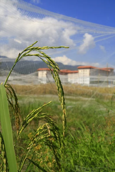 Rice, paddy — стоковое фото