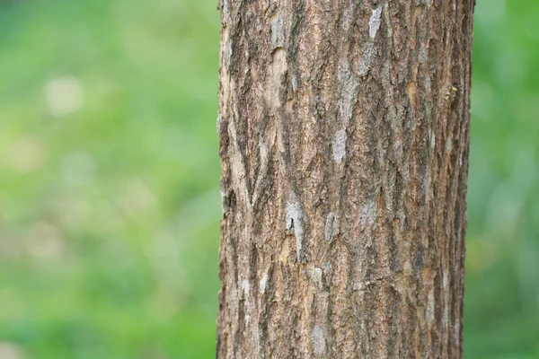 Árbol viejo y fondo verde — Foto de Stock