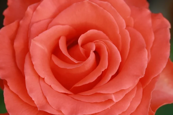 Nahaufnahme rosa Rose — Stockfoto