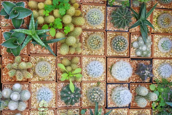 Variety of Cactus background — Stock Photo, Image