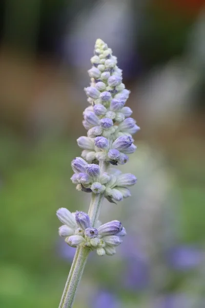 Flor de hierba azul — Foto de Stock
