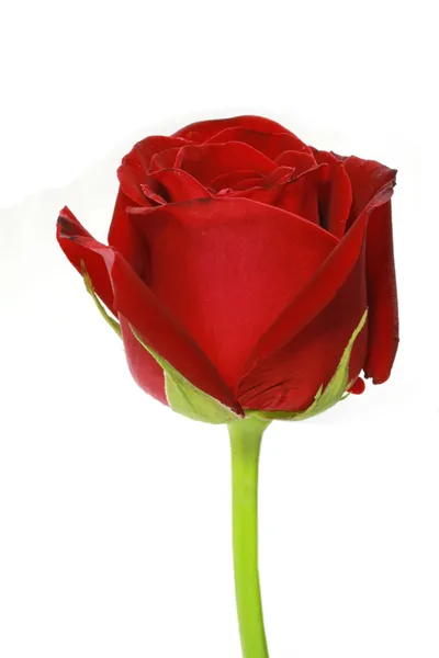 Red rose — Stock Photo, Image