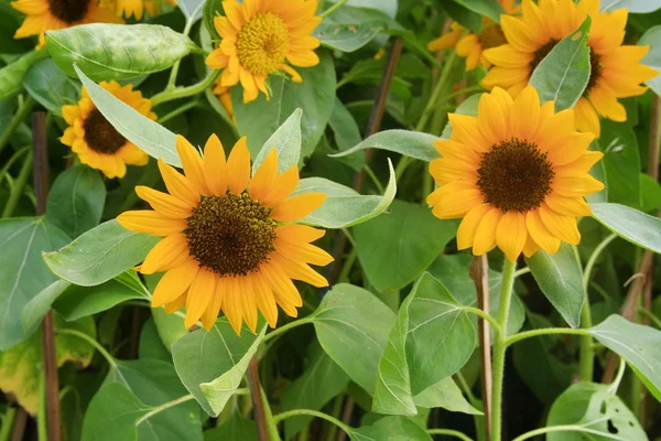 Sunflower, Thailand — Stock Photo, Image
