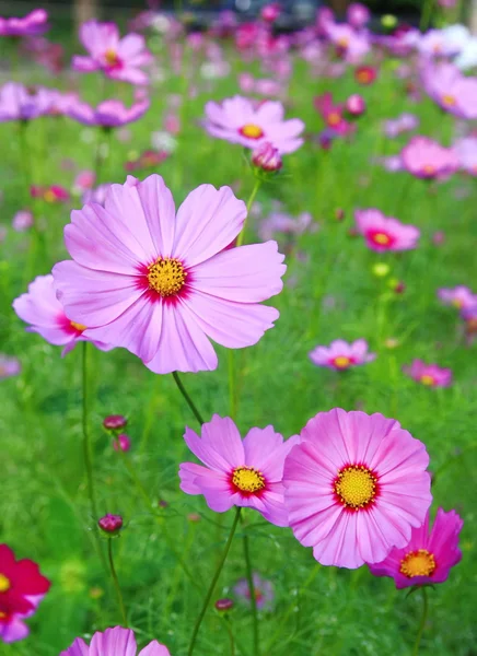 Bahçedeki pembe çiçek — Stok fotoğraf