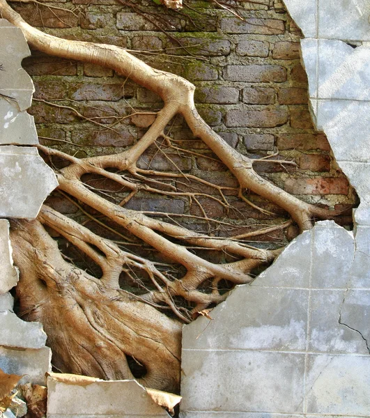 Ruin concrete wall with big tree root — Stock Photo, Image