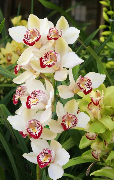 Cymbidium 난초, — 스톡 사진