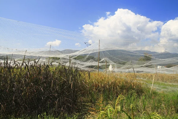 Rijst veld in net — Stockfoto