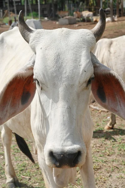 Cow ,Thailand — Stock Photo, Image