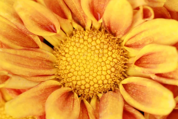 Pollen of yellow flower — Stock Photo, Image