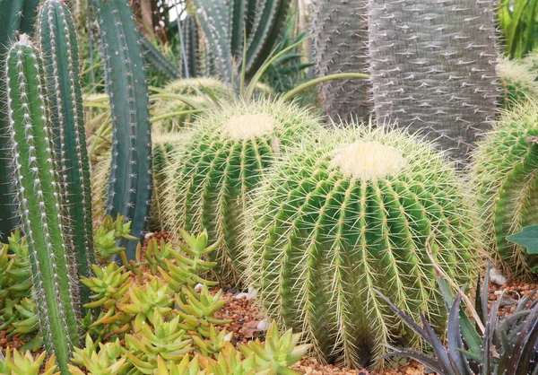 Cactus garden — Stock Photo, Image