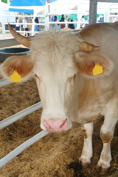 Charolais býka — Stock fotografie