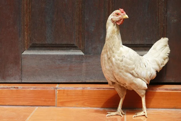 Kyckling stå med trä lada vägg — Stockfoto