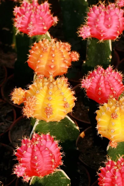 Colorful cactus — Stock Photo, Image