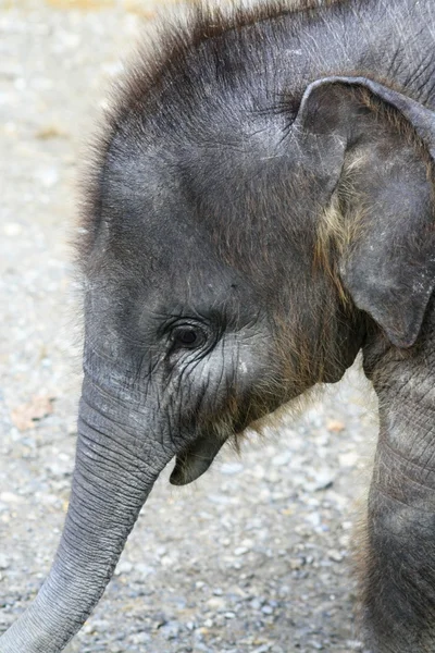 Слон, ребенок — стоковое фото
