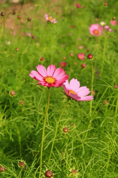 Bahçedeki pembe çiçek — Stok fotoğraf