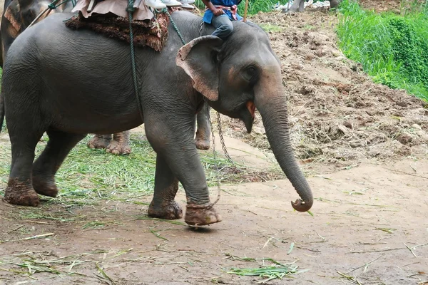 Grande elefante, Thailandia — Foto Stock