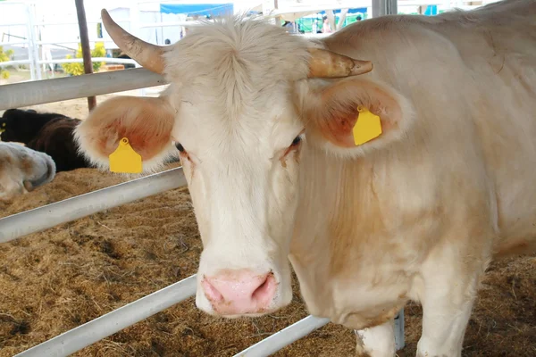 Touro de Charolais — Fotografia de Stock