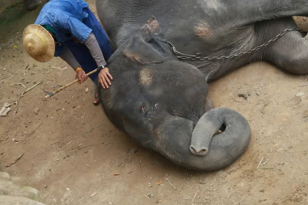 Un elefante enfermo mahout tratar, Chiang Mai, Tailandia — Foto de Stock
