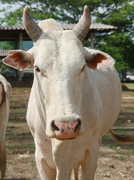 Kráva, Thajsko — Stock fotografie