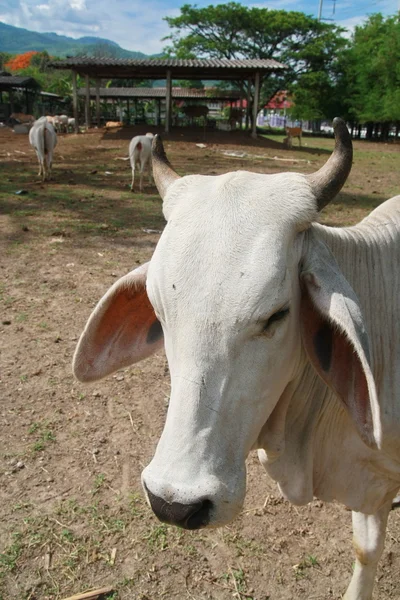 Krowa, Tajlandia — Zdjęcie stockowe