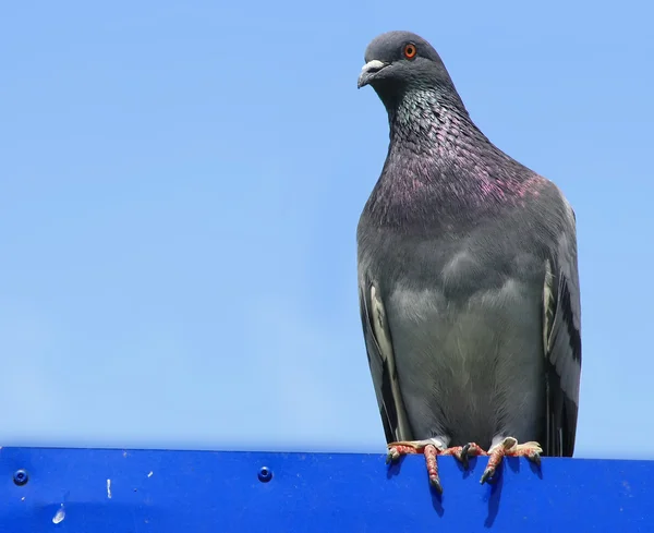 Um pombo comum — Fotografia de Stock