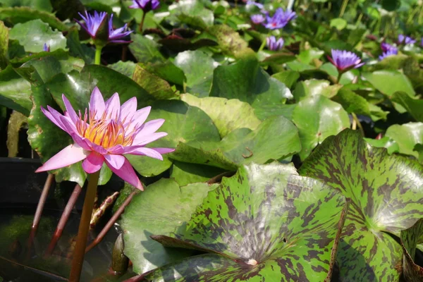 Lotus lake — Stockfoto