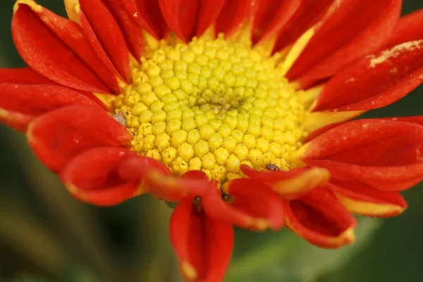 Pollen of flower — Stock Photo, Image