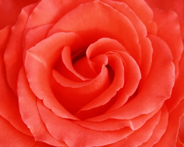 Close up pink rose — Stock Photo, Image