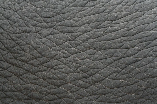 Elephant skin textured,Thailand — Stock Photo, Image