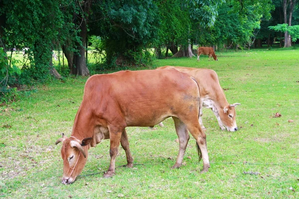 Vaca em terras agrícolas — Fotografia de Stock