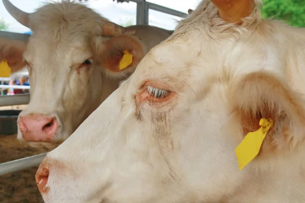 Charolais tjuren ansikte — Stockfoto