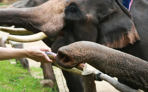 Alimentar la caña de azúcar a la nariz de elefante, Chiang Mai, Tailandia — Foto de Stock