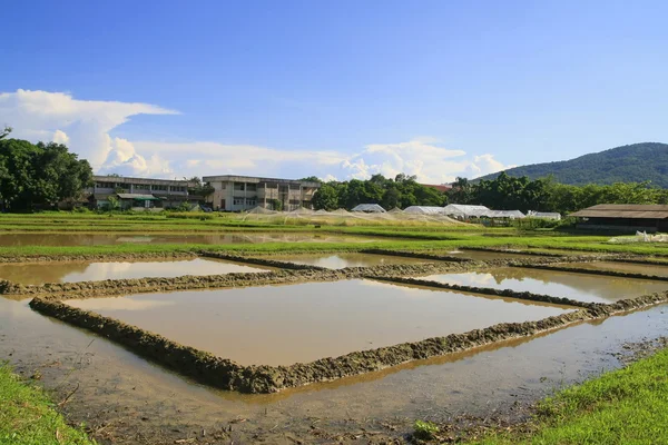 Вода в начале сельского хозяйства рисовое поле, Таиланд — стоковое фото