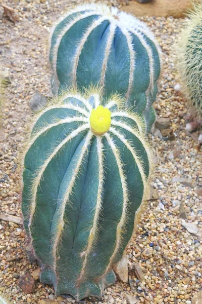 Cactus — Stock Photo, Image