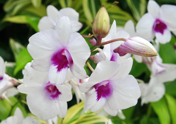 Orquídea blanca púrpura — Foto de Stock