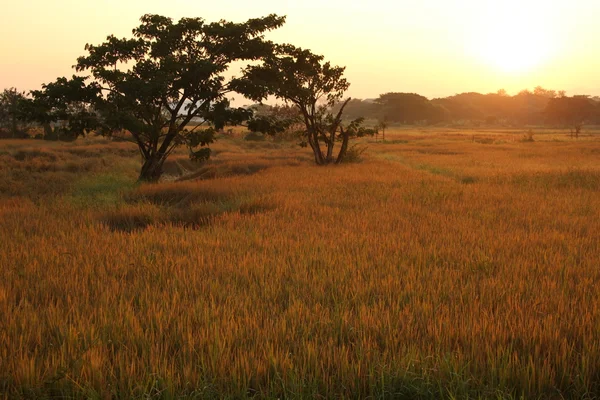 Campo de arroz dorado en la mañana en Tailandia —  Fotos de Stock