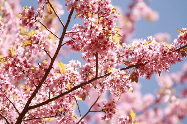 在泰国的樱花粉色花 — 图库照片