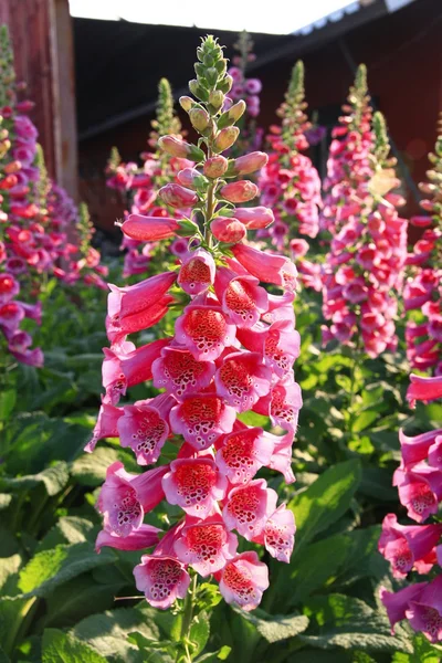pembe digitalis purpurea uzun çiçek bahçesi