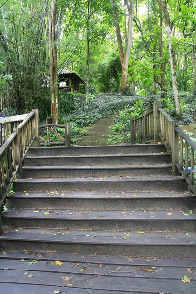 Wood walkway and step in Thailand forest — Stock Photo, Image