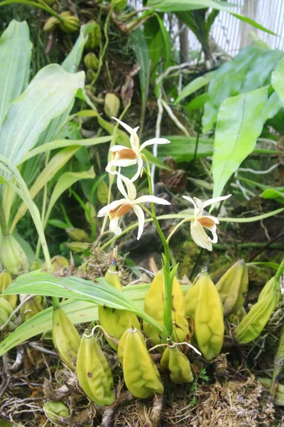 Wild white orchid , Thailand — Stock Photo, Image