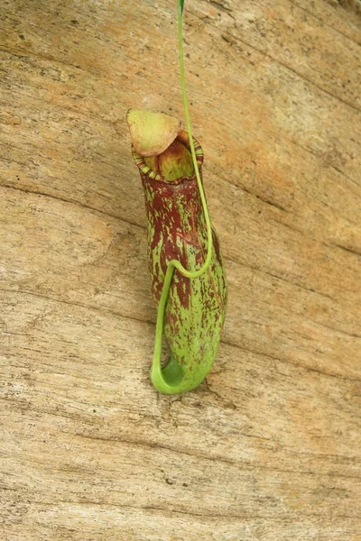 Nepenthes verdes — Foto de Stock