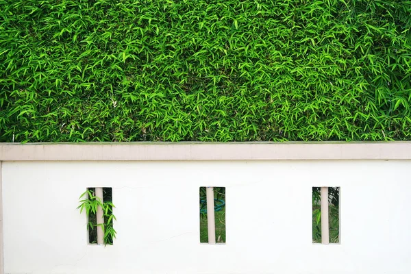 Cerca de concreto rosa e folhas de bambu verde — Fotografia de Stock