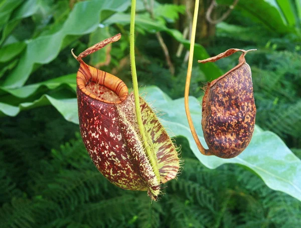 Nepenthes rojo — Foto de Stock