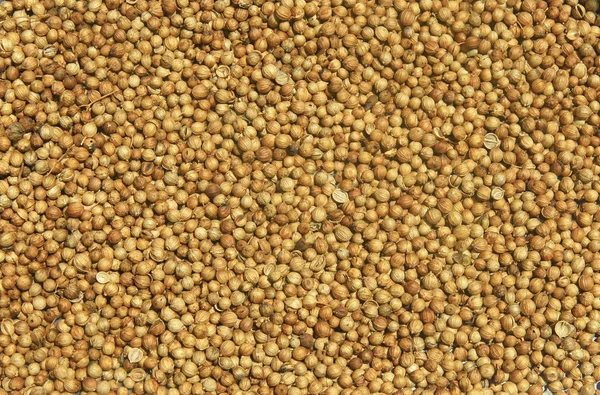 Close-up fundo de sementes de pimenta branca, Tailândia — Fotografia de Stock
