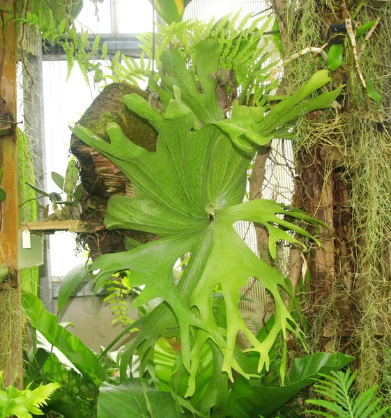Hertshoornvaren coronarium fern — Stockfoto